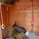 rabbit housing - playhouse and runaround (3)