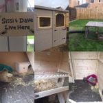 rabbit housing - manor pet housing rabbit shed with run