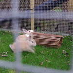 Rabbit housing - Ash and Linda (4)