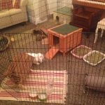 rabbit housing - indoor play pen (bertha and wendy)