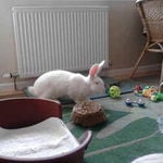 rabbit housing - sharon weaver
