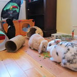 Rabbit housing - Bunnies on Holiday (2)