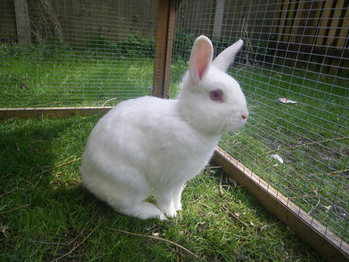 Sally rabbit animal rescue Leeds
